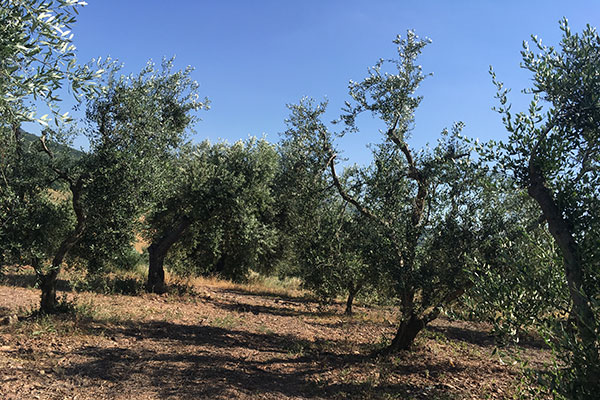 Im Olivenhain Im Olivenhain