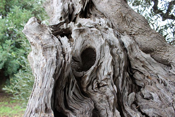 Olivenholz Olivenholz