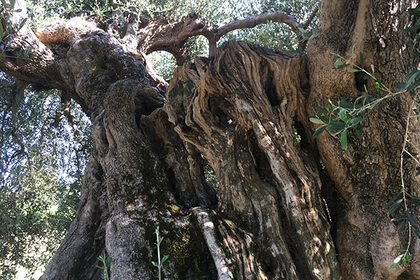 Olivenholz Olivenholz