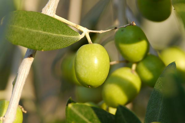 Unbeschädigte Olive Unbeschädigte Olive