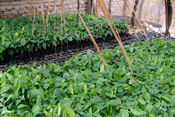 Piura, Peru Piura, Peruo