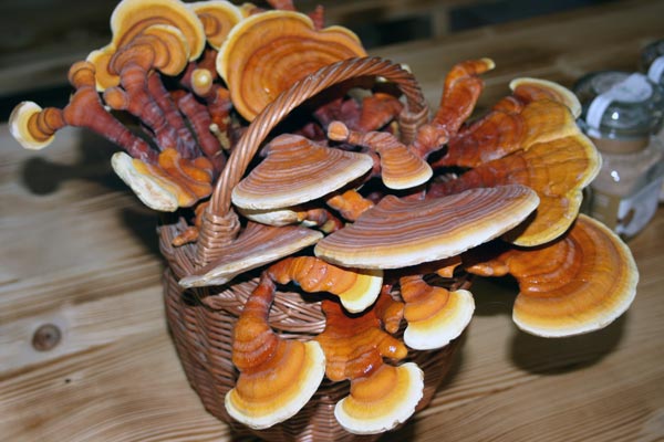 Reishi Reishi