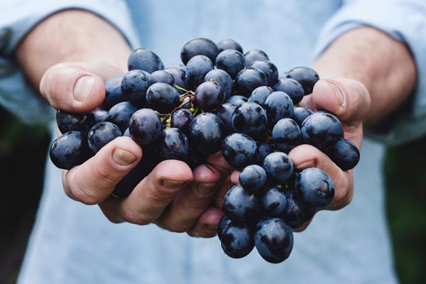 Rote Trauben Rote Trauben
