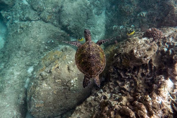 Sango-Meereskorallen-Pulver Sango-Meereskorallen-Pulver