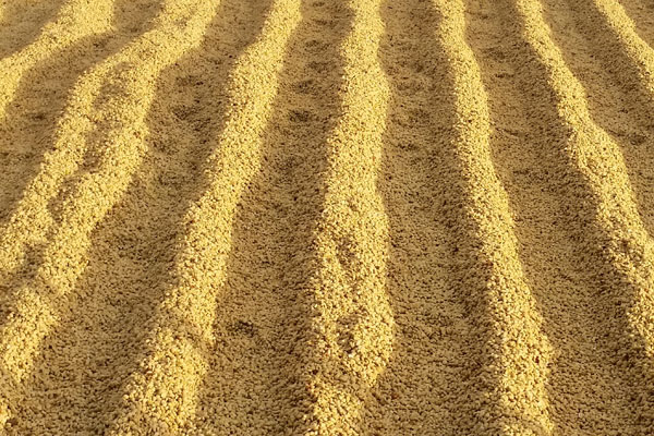 Semi-washed Semi-washed